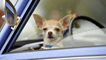 ZWICKAU, GERMANY - AUGUST 23: A Chihuahua dog waits inside a Trabant 601 car as fans of the East German Trabant car gather for their 7th annual get-together on August 23, 2014 in Zwickau, Germany. Hundreds of Trabant enthusiasts arrived to spend the weekend admiring each others cars, trading stories and enjoying activities. The Trabant, dinky and small by modern standards, was the iconic car produced in former communist East Germany and today has a strong cult following. (Photo by Matthias Rietschel/Getty Images)