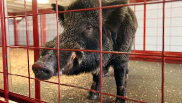 Oct 8, 2016; Fayetteville, AR, USA; Arkansas Razorbacks mascot Tusk IV prior to the game against the Alabama Crimson Tide at Donald W. Reynolds Razorback Stadium. Mandatory Credit: Nelson Chenault-USA TODAY Sports