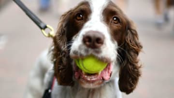 A police dog carries a tennis ball in his mouth at The All England Tennis Club in Wimbledon, southwest London, on July 2, 2019, on the second day of the 2019 Wimbledon Championships tennis tournament. (Photo by Daniel LEAL-OLIVAS / AFP) / RESTRICTED TO EDITORIAL USE (Photo credit should read DANIEL LEAL-OLIVAS/AFP via Getty Images)