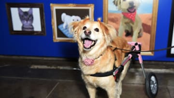 LOS ANGELES, CALIFORNIA - JULY 25: Scooter the Dog attends Refinery29 And VCA 'Pet Friendly' Series Premiere Party With Director Whitney Cummings At The Jefferson at The Jefferson on July 25, 2019 in Los Angeles, California. (Photo by Presley Ann/Getty Images for Refinery29)