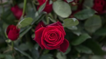 SANLIURFA, TURKEY - FEBRUARY 6 : Single red rose is seen at a greenhouse ahead of Valentine's Day in Sanliurfa, Turkey on February 6, 2019. Workers, mostly females, arrive early in the morning to begin the process for roses. Red roses are processed the most to be transported all across Turkey. (Photo by Halil Fidan/Anadolu Agency/Getty Images)