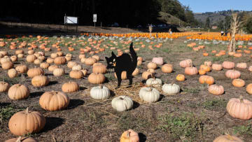 HALF MOON BAY, CA - OCTOBER 02: Pumpkins are seen as people enjoy during picking pumpkins at a pumpkin patch in Half Moon Bay, California, United States on October 02, 2022. (Photo by Tayfun Coskun/Anadolu Agency via Getty Images)