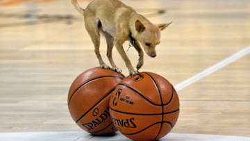 SALT LAKE CITY, UT - MAY 8: Percy, a four year old Chihuahua, practices for the half time entertainment before the game between the Golden State Warriors and the Utah Jazz in Game Four of the Western Conference Semifinals during the 2017 NBA Playoffs at Vivint Smart Home Arena on May 8, 2017 in Salt Lake City, Utah. NOTE TO USER: User expressly acknowledges and agrees that, by downloading and or using this photograph, User is consenting to the terms and conditions of the Getty Images License Agreement. (Photo by Gene Sweeney Jr/Getty Images)