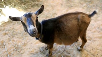 Goats, llamas, rabbits, and horses are ready to be pet at the Granite State Fair in Rochester on Thursday, September 15, 2022.Granitefairanimals915 Falcigno 02