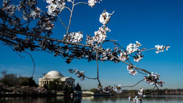 Washington Capitals Xxx Jm Cherryblossoms 032123007 Jpg A Oth Usa Dc