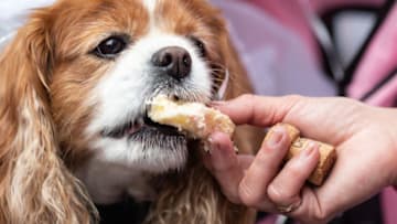 WINDSOR, ENGLAND - JULY 06: A dog, called Camilla, is fed cake by her owner Ann Daley on the day that Archie Harrison Mountbatten-Windsor, son of The Duke & Duchess of Sussex, was christened on July 06, 2019 in Windsor, England. (Photo by Luke Dray/Getty Images)