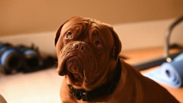 Turner and Hooch - “A Good Day to Dog Hard” (Disney/Farah Nosh)