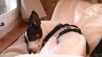 Sugar the Rat Terrier of Dog Twitter. Photos provided by Jim Turney.