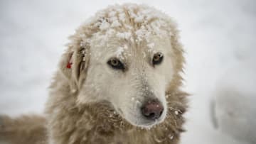 TUNCELI, TURKIYE - JANUARY 19: A dog is seen on a snow covered street after heavy snowfall in Tunceli, Turkiye on January 19, 2022. (Photo by Sidar Can Eren/Anadolu Agency via Getty Images)