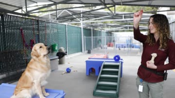 PICK OF THE LITTER "Episode 104 - Next Level Training" (Disney+/Raymond Liu)