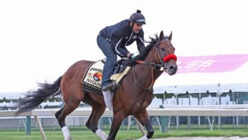 May 19, 2016; Baltimore, MD, USA; Kentucky Derby winner Nyquist during Thursday morning workouts prior to the Preakness Stakes at Pimlico Race Course. Mandatory Credit: Mitch Stringer-USA TODAY Sports