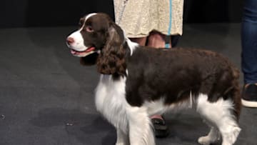NEW YORK, NEW YORK - NOVEMBER 26: The National Dog Show dog Amanda Rose the English Springer Spaniel and The National Dog Show ring The Nasdaq Stock Market Closing Bell at NASDAQ MarketSite on November 26, 2019 in New York City. (Photo by Michael Loccisano/Getty Images)