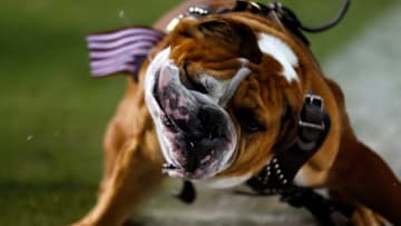 STARKVILLE, MS - NOVEMBER 11: Mississippi State Bulldogs mascot Bully shakes his head during the second half of an NCAA football game at Davis Wade Stadium on November 11, 2017 in Starkville, Mississippi. (Photo by Butch Dill/Getty Images)