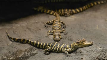 © AMNH/R. Mickens