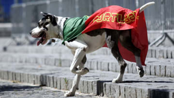 A dog wears the Portuguese flag before the Spain-Portugal match during the 2004 European Championships. (Photo by sampics/Corbis via Getty Images)