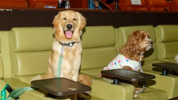 WESTWOOD, CA - AUGUST 14: ALPHA - Doggie Influencers attend Bring Your Own Dog (BYOD) Screening at Westwood iPic on August 14, 2018 in Westwood, California. (Photo by Rich Polk/Getty Images for Sony Pictures Entertainment)