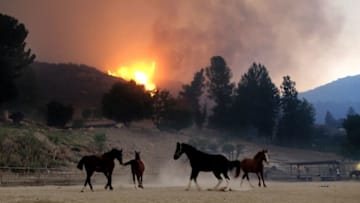 THOUSAND OAKS, CA - NOVEMBER 09: Horses are spooked as the Woolsey Fire moves through the property on Cornell Road near Paramount Ranch on November 9, 2018 inAgoura Hills, California. About 75,000 homes have been evacuated in Los Angeles and Ventura counties due to two fires in the region. (Photo by Matthew Simmons/Getty Images)