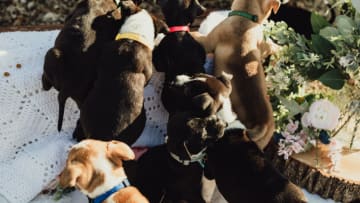 Adoption Fees Covered for Viral Pregnant Dog, Adira, and Her Litter of Puppies By PEDIGREE Brand Photo Credit: Lauren Grey at Wild Fyre Co