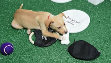 NEW YORK, NY - AUGUST 10: A view of North Shore Animal League America puppies at the Residence Inn by Marriott and North Shore Animal League America "Dog Days Of Summer" adoption event on August 10, 2017 in New York City. (Photo by Jamie McCarthy/Getty Images for Residence Inn)