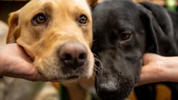 BIRMINGHAM, ENGLAND - MARCH 13: Anchor and Murphy the Labradors during Crufts at National Exhibition Centre on March 13, 2022 in Birmingham, England. Crufts returns this year after it was cancelled last year due to the Coronavirus pandemic. 20,000 competitors will take part with one eventually being awarded the Best In Show Trophy. (Photo by Shirlaine Forrest/Getty Images)