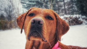 AKC PupPals Looking to Lend a Hand for Those Impacted by the California Wildfires. Aries by Debra Semko. Image courtesy The American Kennel Club