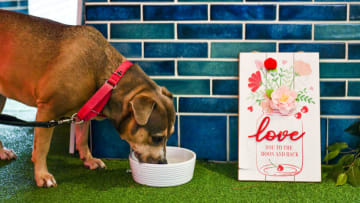 LOS ANGELES, CALIFORNIA - FEBRUARY 13: Dog drinks from bowl at Valentine's Day pop-up mural "Alley of Love" by LA Muralist Ruben Rojas is seen at Beverly Center on February 13, 2021 in Los Angeles, California. (Photo by Rodin Eckenroth/Getty Images)