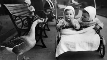 Even early prams could not save children from hungry geese.
