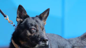 ORCHARD PARK, NY - NOVEMBER 29: A police dog on the field before a game between the Buffalo Bills and the Los Angeles Chargers at Bills Stadium on November 29, 2020 in Orchard Park, New York. (Photo by Timothy T Ludwig/Getty Images)