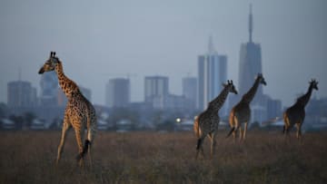 NAIROBI, KENYA - MARCH 13: Giraffe are seen by the city skyline prior to the start of the Magical Kenya Open presented by Absa at the Karen Golf Club on March 13, 2019 in Nairobi, Kenya. (Photo by Stuart Franklin/Getty Images)