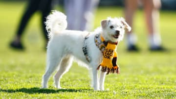 MELBOURNE, AUSTRALIA - JUNE 19: A dog is seen wearing a Hawthorn scarf before the VFLW Semi Final match between the Hawthorn Hawks and the Southern Saints at Box Hill City Oval on June 19, 2022 in Melbourne, Australia. (Photo by Daniel Pockett/AFL Photos/via Getty Images)