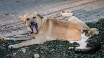 MANISA, TURKEY - NOVEMBER 07: Best friends guard dog named Pasa and cat named Garip are seen at the Akhisarspor's Yilmaz Atabarut Facilities in Manisa, Turkey on November 07, 2018. (Photo by Mahmut Serdar Alakus/Anadolu Agency/Getty Images)