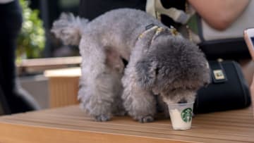 TIANJIN, CHINA - 2018/07/21: A poodle is tasting the Ice-cream specially for pet dog by a pet-friendly Starbucks coffee shop. The pet-friendly Starbucks coffee shop offers friendly service for pet dogs, such as drinking water and playing area special for dogs.Starbucks began to open more pet-friendly theme coffee shops in China since 2018. Now it covers Shenzhen,Chengdu and Tianjin, by which it tries to add more social community features in its brand culture. (Photo by Zhang Peng/LightRocket via Getty Images)