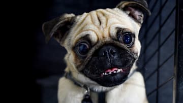 Canine COVID-19 (Photo by Shirlaine Forrest/Getty Images)
