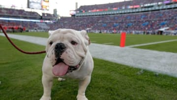 Oct 31, 2015; Jacksonville, FL, USA; Georgia Bulldogs mascot, Uga X, stands on the field during the second half against the Florida Gators at EverBank Stadium. Florida Gators defeated the Georgia Bulldogs 27-3. Mandatory Credit: Kim Klement-USA TODAY Sports
