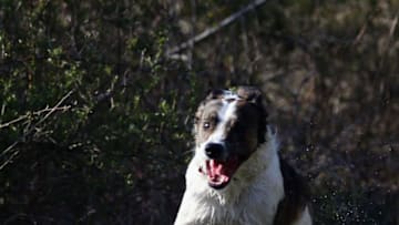 HUNTINGTON, NY - APRIL 21: A Border Collie mix dog plays at Coindre Hall on April 21, 2014 in Huntington, New York. (Photo by Bruce Bennett/Getty Images)