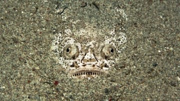 iStock