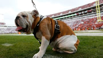 STARKVILLE, MS - OCTOBER 11: Mississippi State Bulldogs mascot Bully during the game against the Auburn Tigers at Davis Wade Stadium on October 11, 2014 in Starkville, Mississippi. (Photo by Kevin C. Cox/Getty Images)