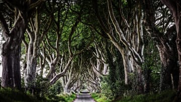 Northern Ireland's Dark Hedges