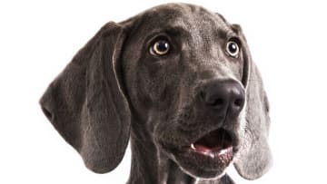 iStock