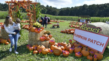 Reese's pumpkin patch, photo provided by Reese's