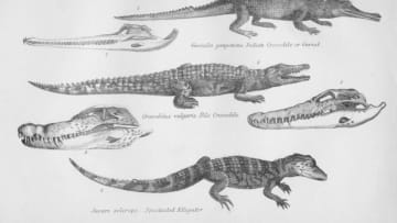 Crocodilia', 19th century. 'Gavialis gangeticus. Indian Crocodile of Gavial; Crocodilus vulgaris. Nile Crocodile; Jacare sclerops. Spectacled Alligator'. Three species of crocodilian reptiles shown with their skulls. Artist Unknown. (Photo by The Print Collector/Getty Images)