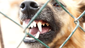 TENERIFE, SPAIN - AUGUST 18: Dog in the animal shelter of Fasnia on August 18, 2012 in Tenerife, Spain. (Photo by Agency-Animal-Pictures/Getty Images)