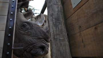 Sudan, the last male member of the northern white rhino subspecies, while being shipped to Kenya in 2009