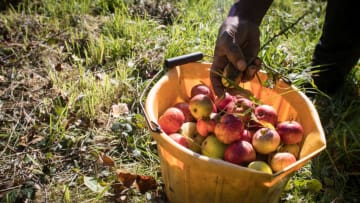 WEDMORE, ENGLAND - OCTOBER 03: Michael Callender who works at Wilkins Cider Farm picks fallen apples from a tree in a orchard at Lands End farm in the village of Mudgley on October 3, 2017 in Somerset, England. The farm has been owned by the Wilkins family for 100 years and has been a traditional cider maker for decades. Westcountry apple growers say 'perfect' weather conditions in 2017 have made for a bumper crop for making cider, thanks to a hot summer, cold winter and damp end to growing season. (Photo by Matt Cardy/Getty Images)