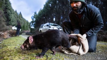 TAKONE, TASMANIA - AUGUST 28: Researchers release a Tasmanian devil after a health check during a trapping expedition on August 28, 2015 in Takone, Australia. The devices are part of virtual fence technology which has been installed along Tasmanian roads to help protect threatened devils and other wildlife from becoming roadkill, however the company who created them has reported a number being stolen or vandalised in recent weeks. The virtual fence works by emitting a high-pitched noise and flash of light when activated by headlights to scare off animals. (Photo by Heath Holden/Getty Images)