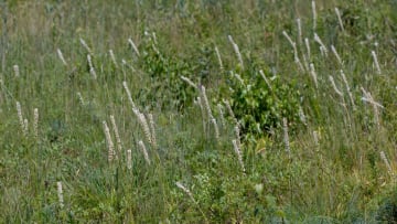 Unicorn root growing in a field