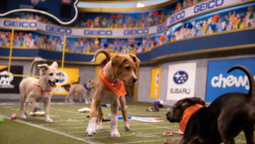 Puppies playing on the field for Puppy Bowl XVI.. Image Courtesy Damian Strohmeyer/Animal Planet