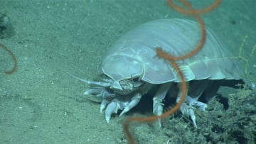 A giant isopod in the Gulf of Mexico in 2017.