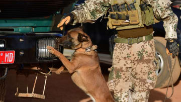 GAO, MALI - MARCH 06: A soldier and a dog of the Bundeswehr, the German armed forces, search for hidden explosives at car and trucks outside Camp Castor during sunrise on March 6, 2017 in Gao, Mali. The Bundeswehr currently holds three Belgian Shepherds at Camp Castor and supports the Protection Force. U.N.-led MINUSMA (United Nations Multidimensional Integrated Stabilization Mission) troops are assisting the Malian government in its struggle against rebels that include a Tuareg movement (MNLA) and several Islamic armed groups, among them Al-Qaeda, in the north of Mali. Rebels have conducted a series of terror attacks to destabilize the current government in recent years. The Bundeswehr has committed helicopters and 750 soldiers to the MINUSMA mission as well as 147 soldiers to the EUTM mission (European Trainings Mission Mali) to train government troops. In mid-April the Bundeswehr is to deploy four «Tiger«combat helicopter. (Photo by Alexander Koerner/Getty Images)