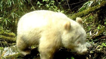 Wolong National Nature Reserve
